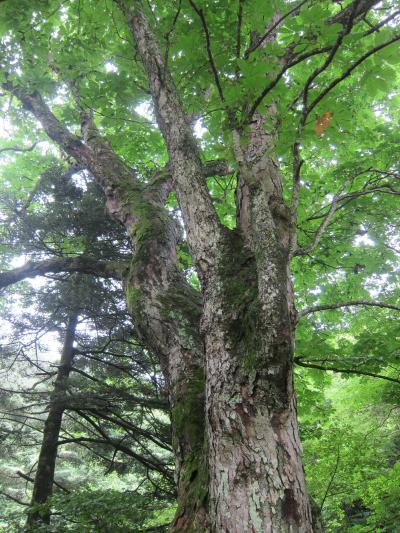 木戸木の栃①