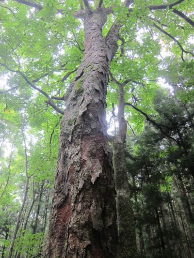 木戸木の栃②