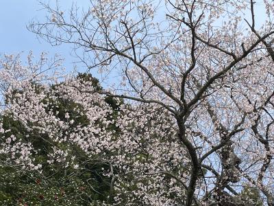 外内のたねまき桜