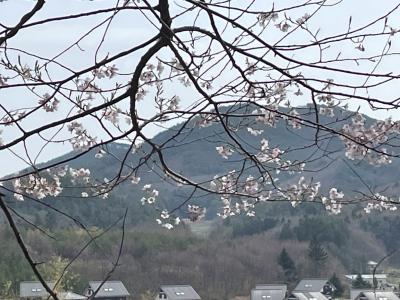 外内のたねまき桜②
