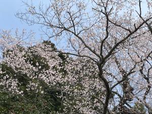 外内のたねまき桜